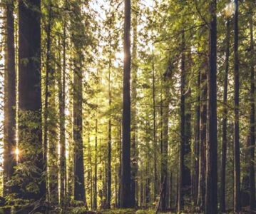 Forestry, Global Warming, and the Multi-Billion-Dollar Carbon-Credit Grab Image